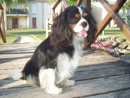 cavalier king charles
